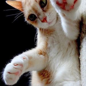 Meet your Posher, Charlotte